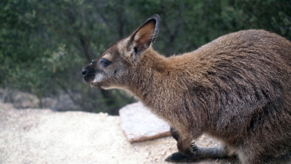 Wallaby