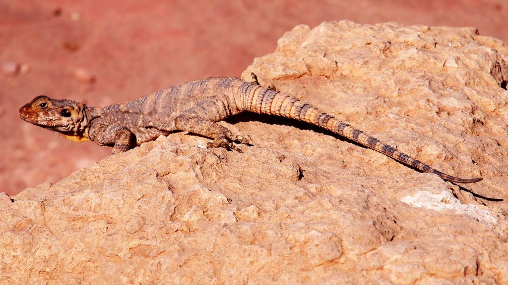 Petra Lizard