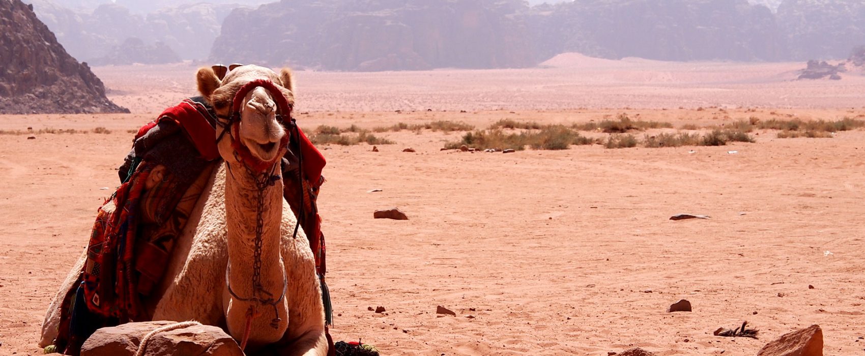 Bedouin Camel